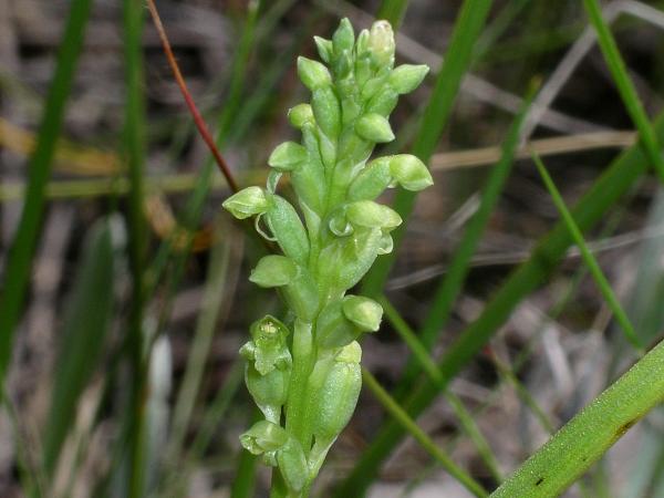 Microtis parviflora - Slender Onion Orchid.jpg